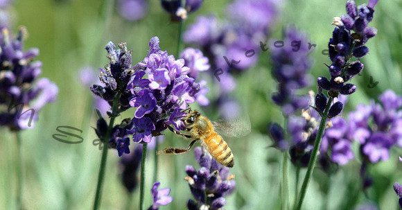 Bees on Wood Surface