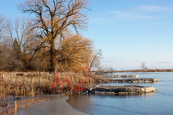 Bare Tree at Water's Edge in Autumn
