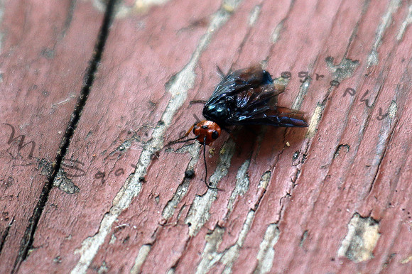 Bug on a Leaf