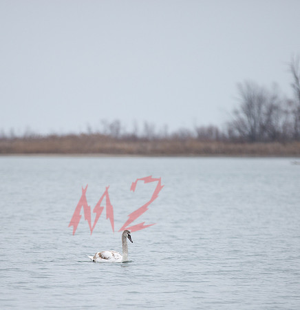 Lone Swan on Grey Winter Lake