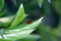 Bugs and Flowers