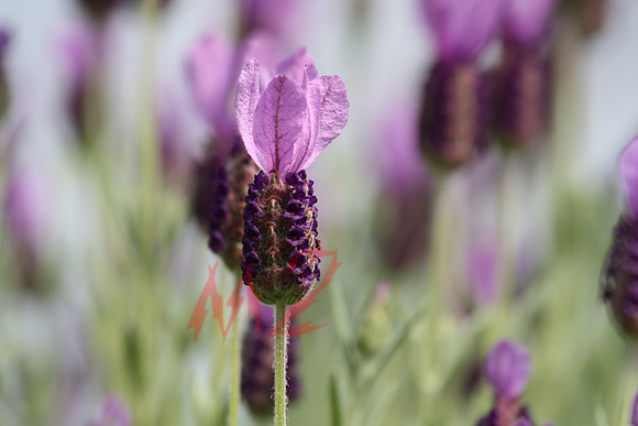 Soft Focus Blooms in Spring
