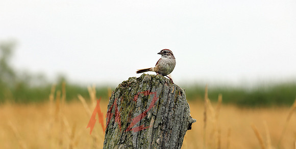 Camouflaged Bird Standing On A Trunk In Tall Grass