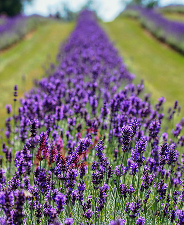 Rows of Blooming Lavender in Summer Light