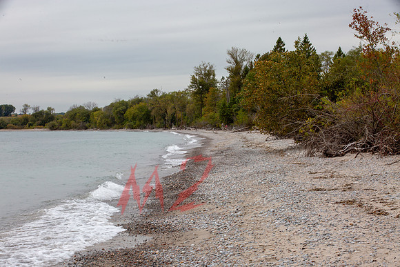 Trees at Water's Edge