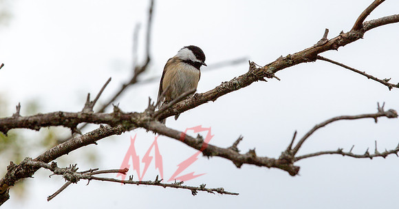 Small Bird on Bare Branch