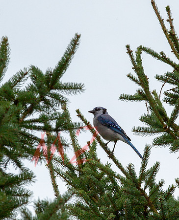 Blue Jay In a Fir Tree - Close-Up Showing Needle Texture
