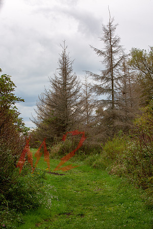 Foggy Forest Edge with Evergreens