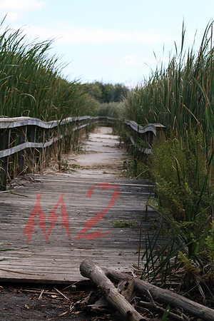 Weathered Dock Stretching Into Marshland - Lynde Shores Conservation Area