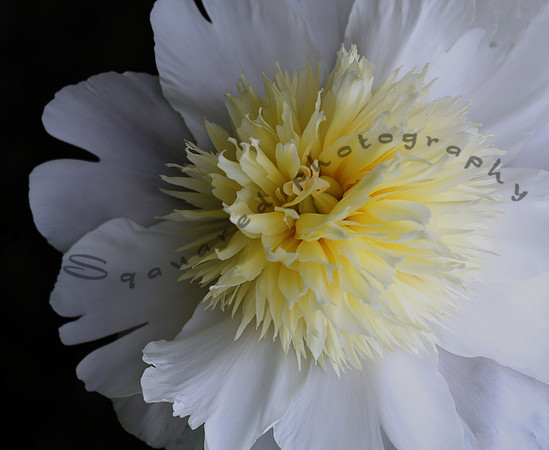 White Peony Close Up