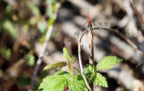 Bug on a leaf